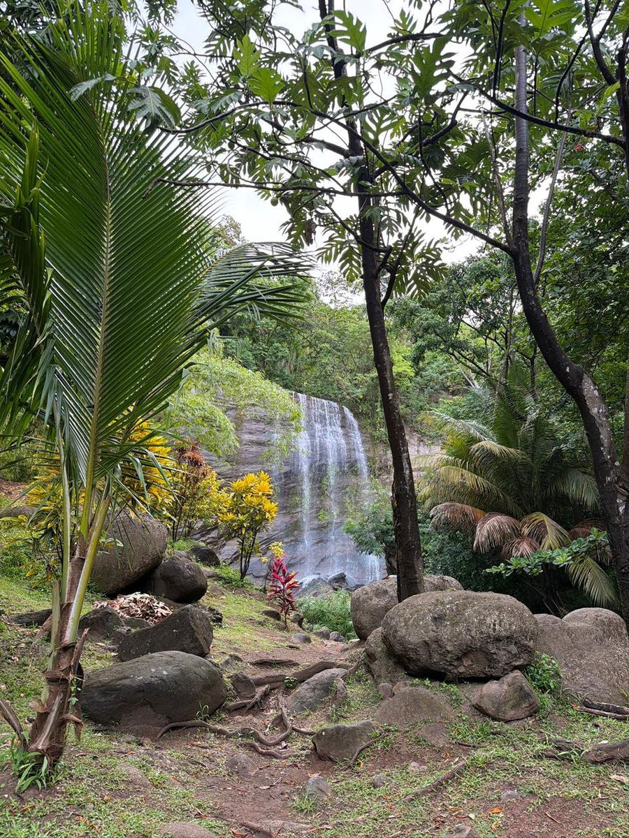 A waterfall in the rainforest garden
