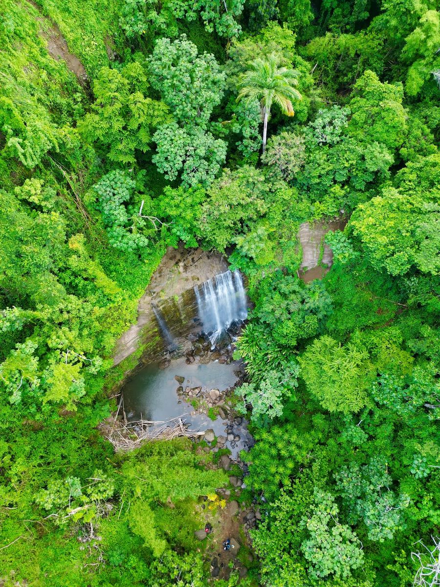 Rainforest and a hidden waterfall from above