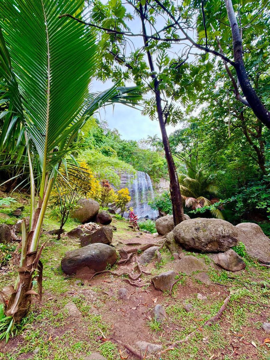A waterfall through the palms on the way in